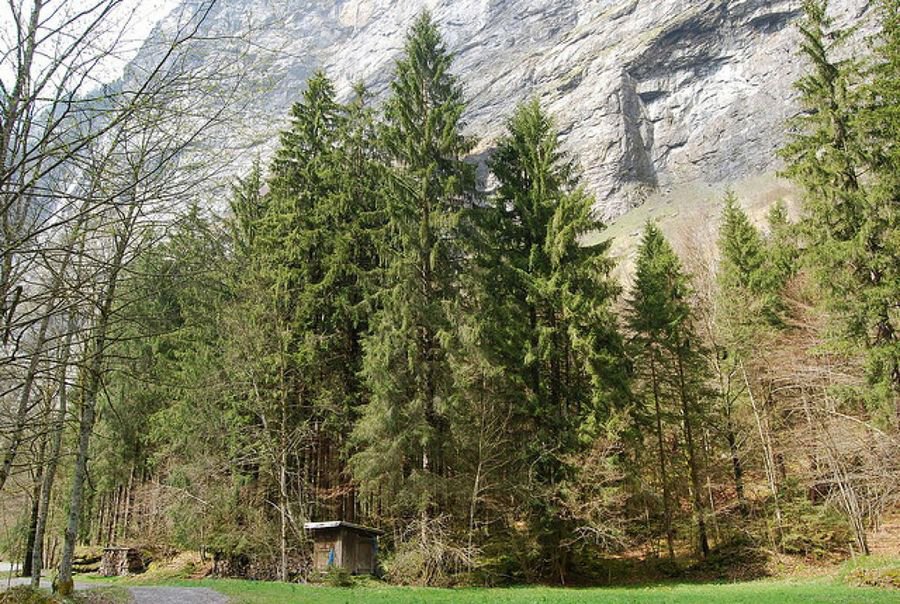 FOTO PLANTAS.FACILISIMO CONIFERAS./ Son árboles que se caracterizan por su follaje persistente.