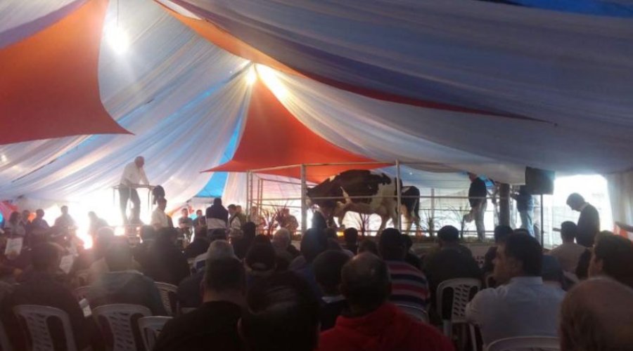 FOTO SRR RECORD NACIONAL./ Se vendió un toro de La Lilia $ 185.000 en la Expo Rural de Rafaela 2018.