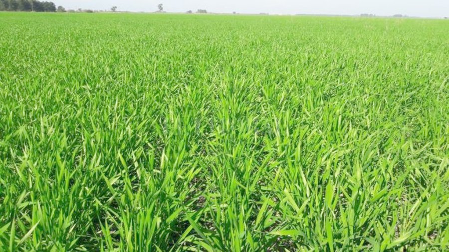 FOTO SEA TRIGO./ Con buena germinación en pleno proceso de crecimiento en el centro del departamento Castellanos.