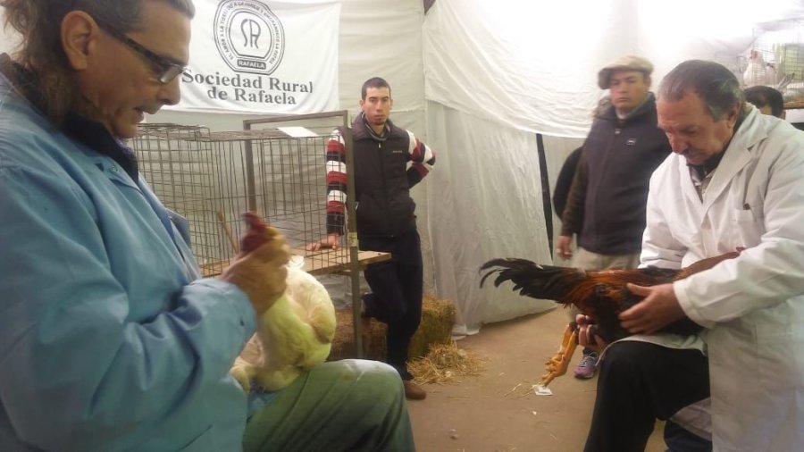 FOTO SRR ANIMALES DE GRANJA./ Otra de las atracciones que hubo en la exposición rafaelina.
