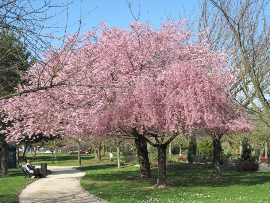 FOTO JARDINERIAON.COM PRUNUS./ Género botánico que agrupa especies frutales y ornamentales.