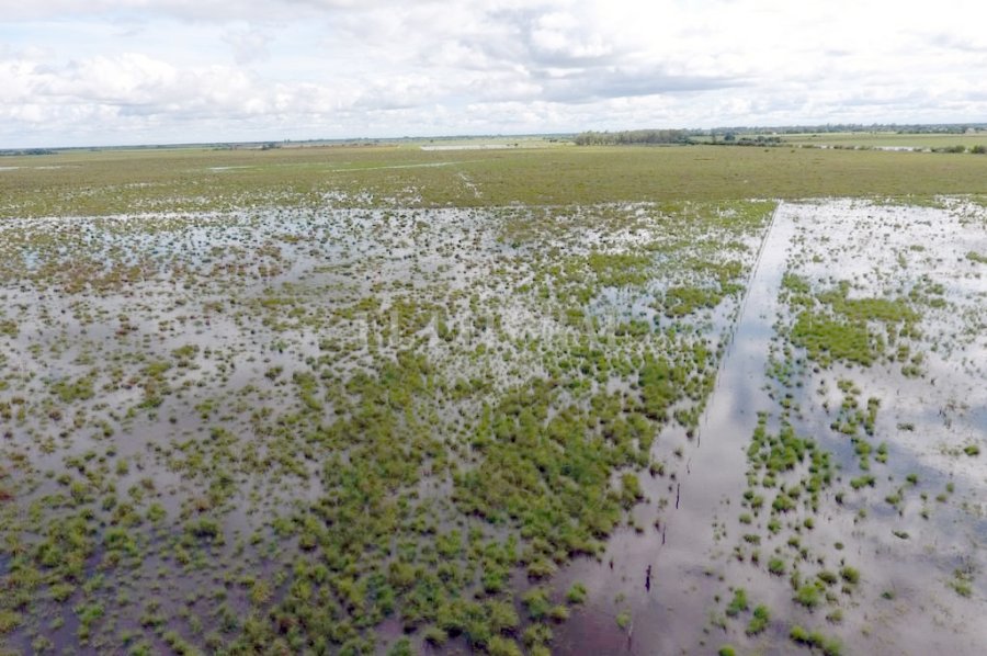 FOTO EL LITORAL INUNDACIÓN./ Las pérdidas son millonarias en agricultura y ganadería.