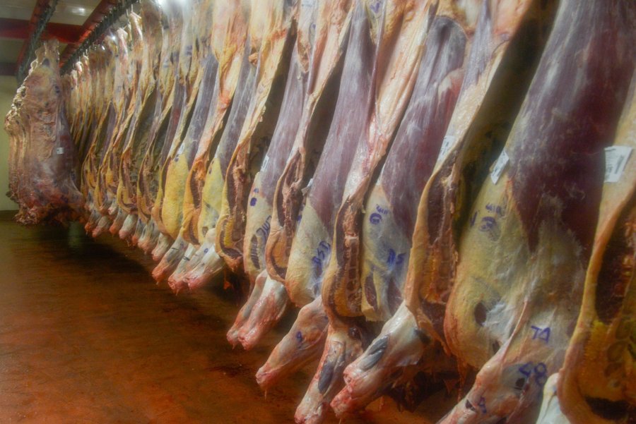 FOTO AGROINDUSTRIA MEDIDA./ Intimaron a operadores de faena para que regularicen su situación.