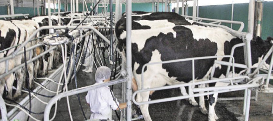 FOTO ARCHIVO LECHERIA./ Los tamberos siguen reclamando por el precio de la leche.