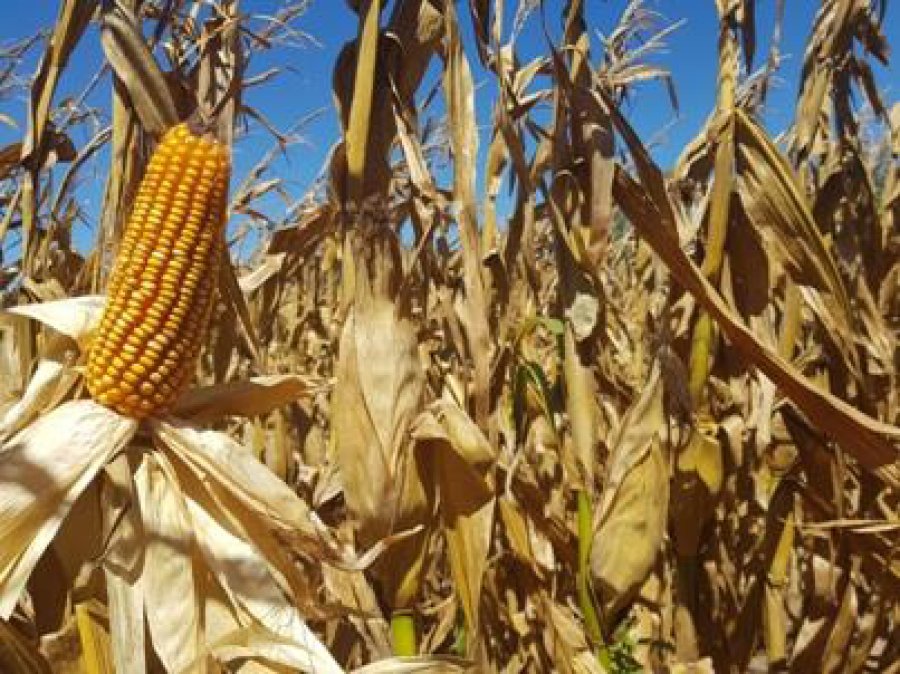 FOTO BCSF MAIZ DE 1ª./ A la espera de secado del grano y posterior cosecha en el centro del departamento Castellanos.