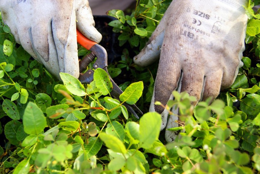 FOTO LAGACETA A TRABAJAR./ Podar las ramas secas de los árboles viejos y caducos.