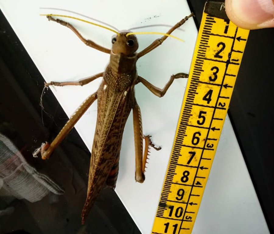 FOTO INTERNET TUCURA QUEBRACHERA. En el norte del país se la combatirá hasta el 31 de agosto.