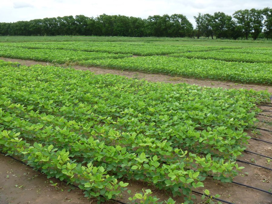 SOJA. Mantuvo su proyección de 53 millones de toneladas