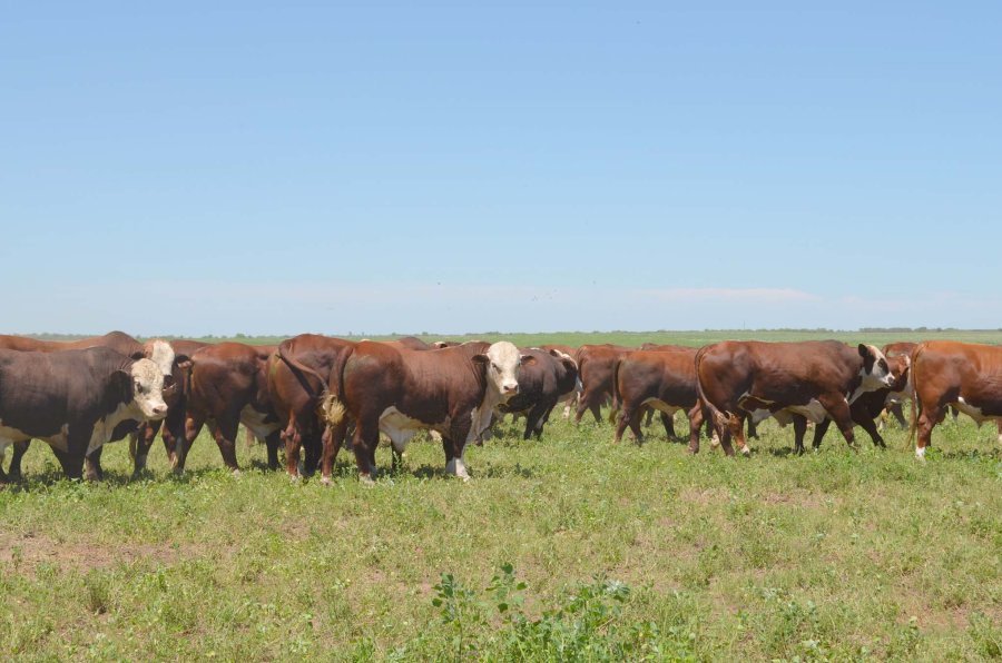 PRODUCCION DE CARNE. Se realizó una trabajo de evaluación a partir del Macho Entero Joven.