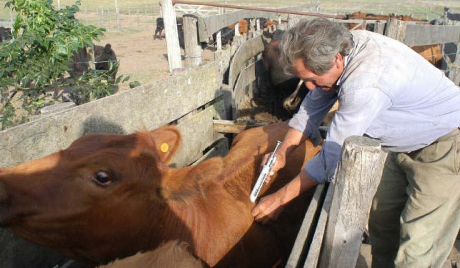FOTO ARCHIVO ANTIAFTOSA. Comenzará la primera campaña de vacunación de animales.
