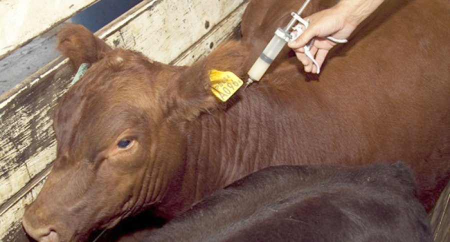 FOTO ARCHIVO MEDICO VETERINARIO. Una nueva legislación jerarquiza su labor. tarea