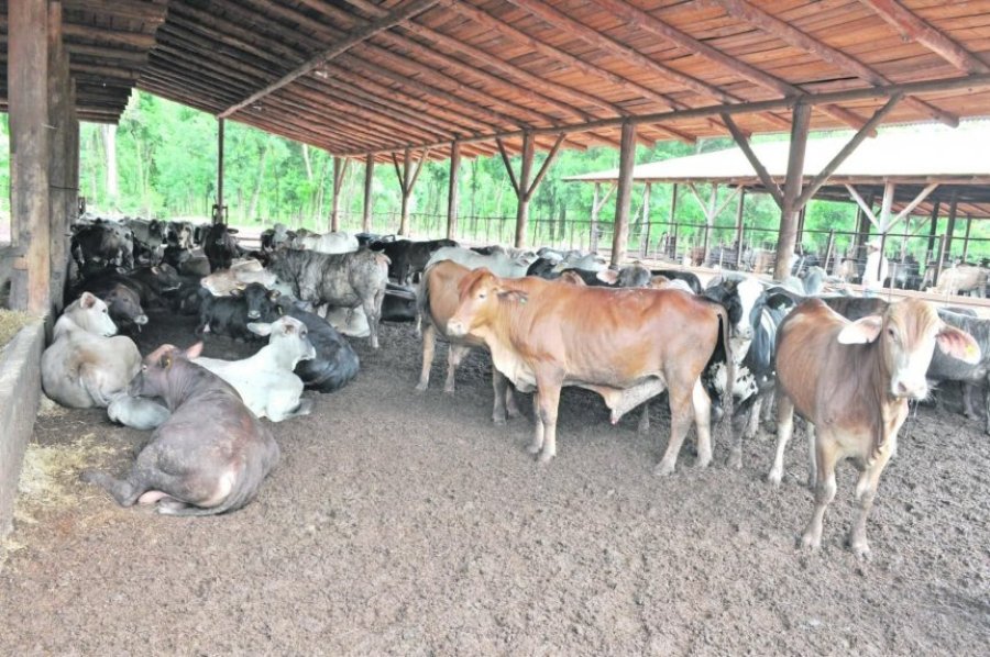FOTO ARCHIVO PLANTEL BOVINO. Lo que se debe saber para prevenir casos de neumonía.