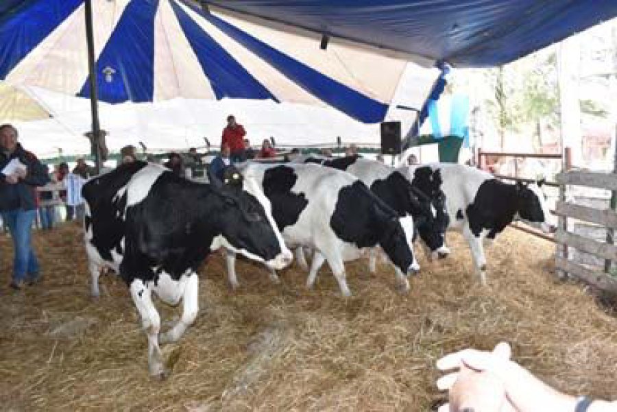 FOTO ARCHIVO VAQUILLONAS. Comenzó el recupero de precio, y se acerca a su valor histórico de 5.000 litros de leche.