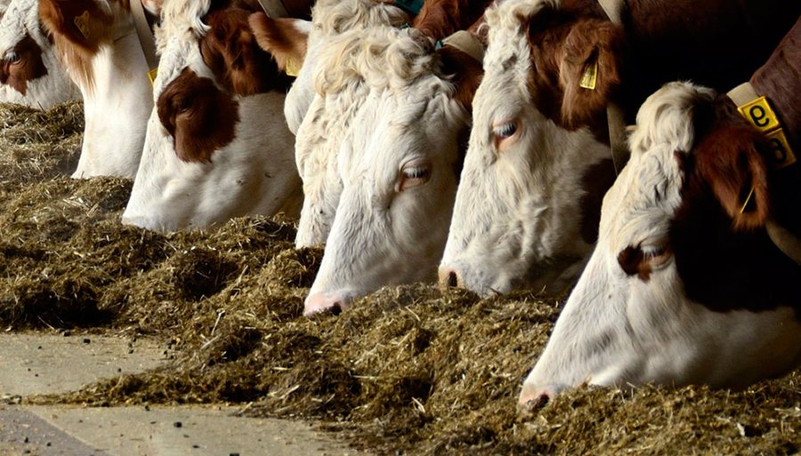 FOTO ARCHIVO FAEBA DE HEMBRAS. Se solicita más plazo para bajar peso mínimo.