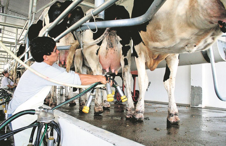 FOTO ARCHIVO PRODUCCION DE LECHE. El acumulado de los dos primeros meses de 2019 arrastra una caída del 8,5% respecto a 2018.