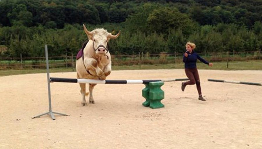 FOTO INTERNET "ASTON" EN ACCION. El toro realiza similar maniobra que la efectuada por un equino.