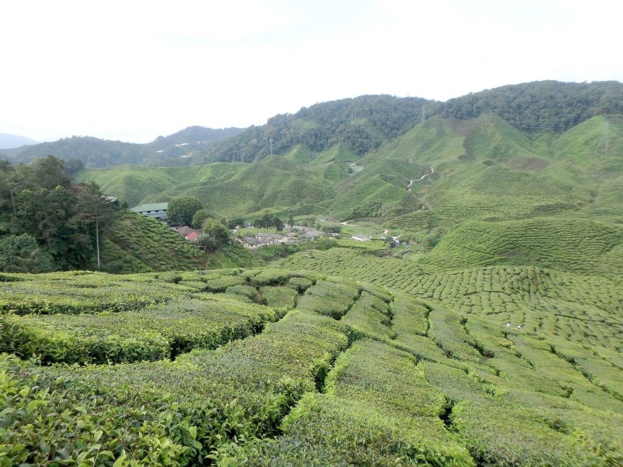 FOTO A. VOLPATO PANORAMICA. Regi&oacute;n de Cameron Highlands y sus colinas con plantaciones de t&eacute;, en el centro-norte de la pen&iacute;nsula de Malaca. POSTALES. Elefantes frente al Palacio Real Kraal, en Ayutthaya, la legendaria capital de los Thai, entre los a