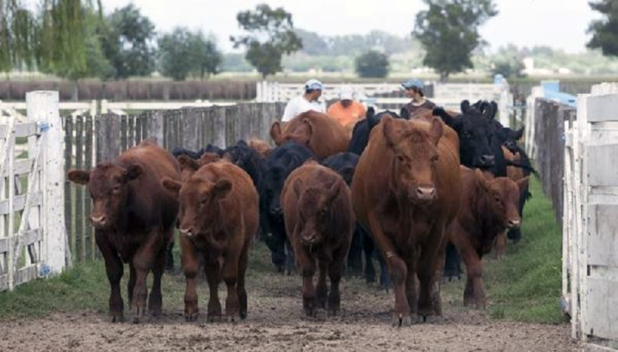 FOTO INTERNET VACUNACION.  Los productores deben conocer las condiciones, y algunas excepciones a la hora de mover animales.