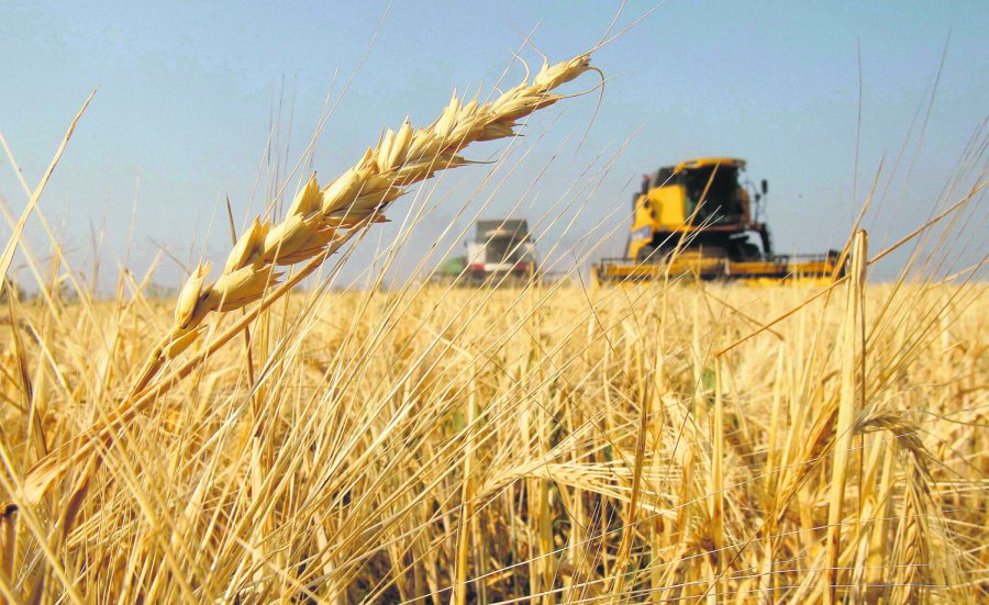 FOTO ARCHIVO TRIGO. Para la campaña de trigo 2019/20, se espera otra cifra récord de producción.