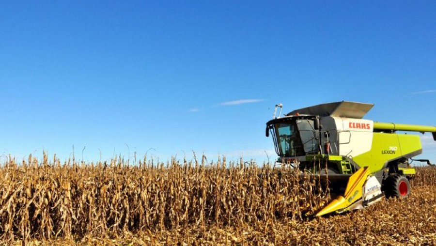 FOTO INTERNET MAIZ. La cosecha se califica como excelente.