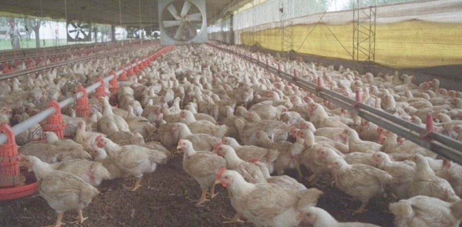 FOTO INTERNET SECTOR AVICOLA. Argentina está viviendo, como nunca, antes un contexto de gran competitividad.