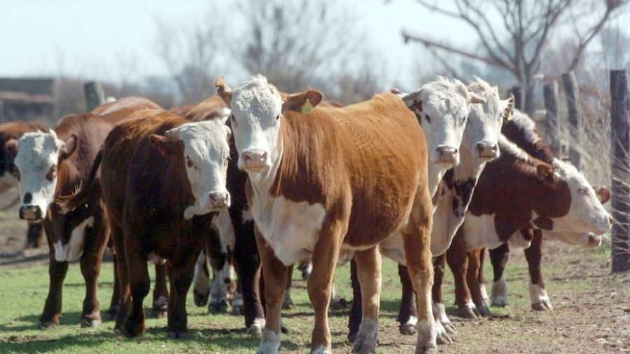 FOTO ARCHIVO GANADO. Empresarios quieren aumentar el peso vivo de sus animales.