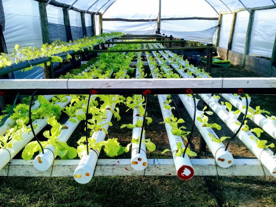 FOTO PRENSA COMUNA// BUZON DE LA VIDA./ Fabio Barbero en el momento de habilitar la nueva herramienta de seguridad. HIDROPONIA./ Moderno sistema de producci&oacute;n vegetal.