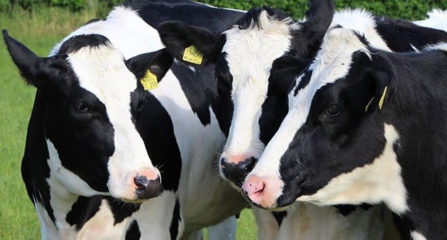 FOTO ARCHIVO VACAS. Para lograr una mejor salud.