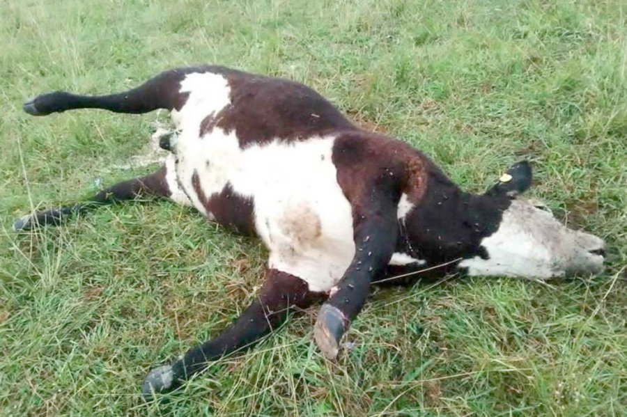 FOTO INTERNET CARBUNCLO.  Provoca importante cantidad de animales muertos.