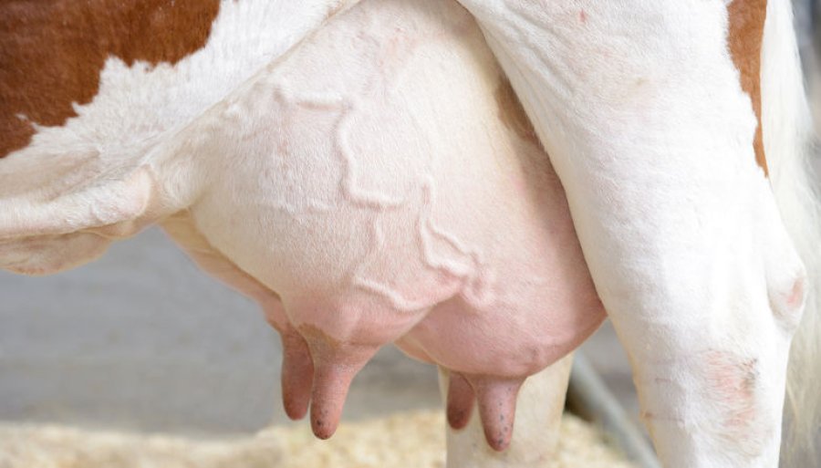 FOTO INTERNET CONTROL DE MASTITIS. Lo que hay que saber para mejorar los resultados.