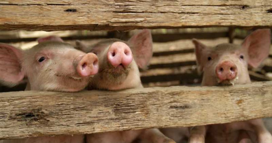 FOTO ARCHIVO. CERDOS. En tres años la faena aumentó un 28,5 por ciento.