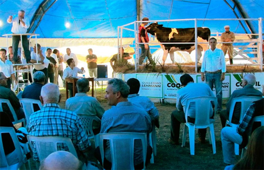 FOTO ARCHIVO DE TAMBO.  Estos animales van encontrando nuevos valores. FOTO ARCHIVO REMATE.  Algo similar se vivió en La Playosa (Córdoba).