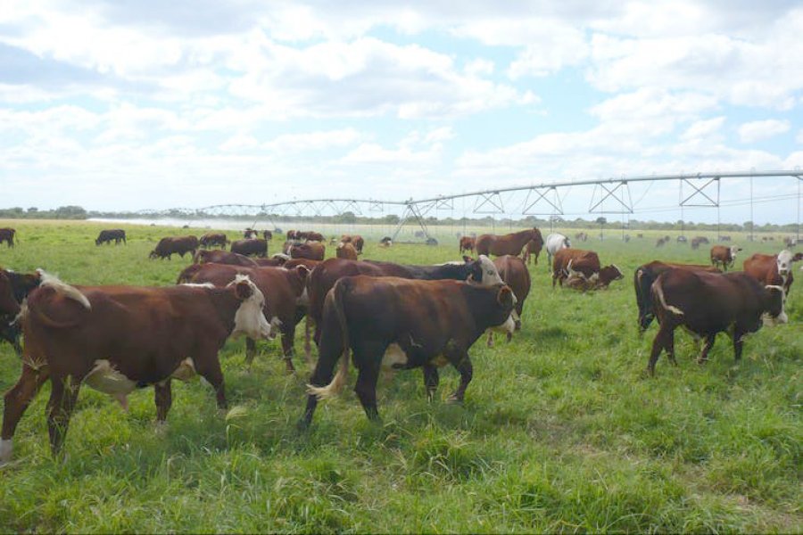 FOTO INTERNET CRIA DE GANADO. Se solicitan gestiones ante el Gobierno nacional.
