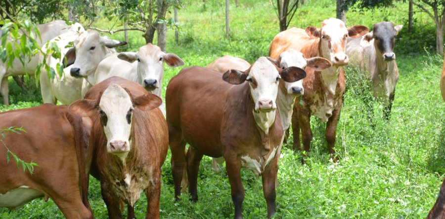 FOTO INTERNET RAZA. El Braford es un estandarte correntino.