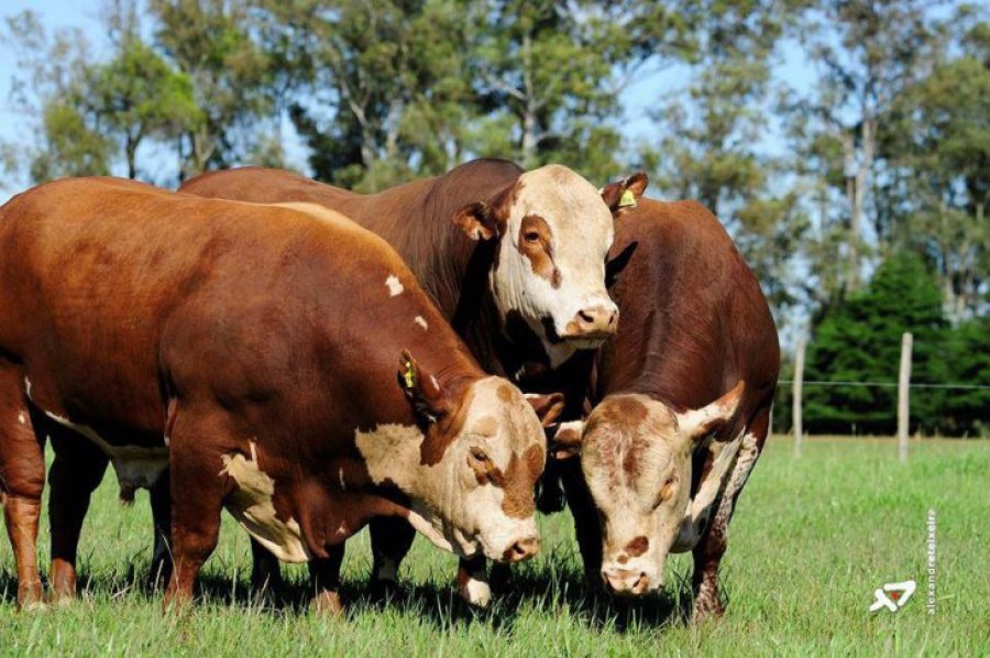 FOTO INTERNET RAZA BRAFORD. Será una de las que participará de la muestra.   FOTO ARCHIVO ESCENARIO. Predio en el que se realizará la Expoagro.
