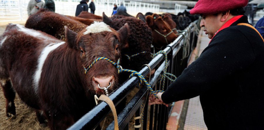 FOTO INTERNET UNA DE LAS PRESENCIAS. Para concitar la atención de grandes y chicos.