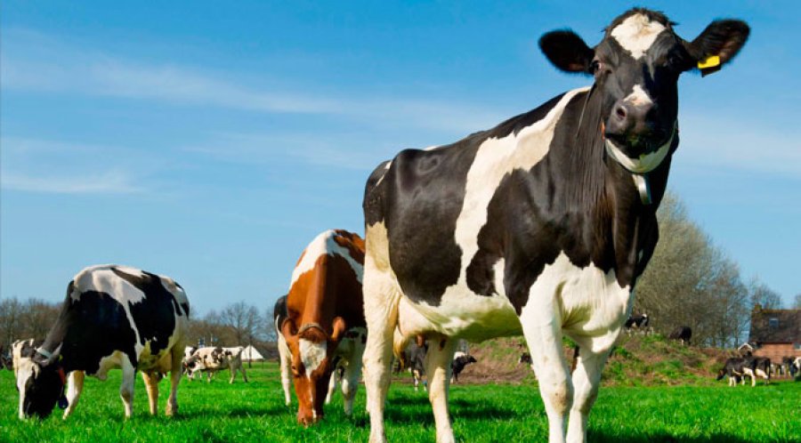 FOTO ARCHIVO GANADERIA. Resulta importante diversificar mercados.