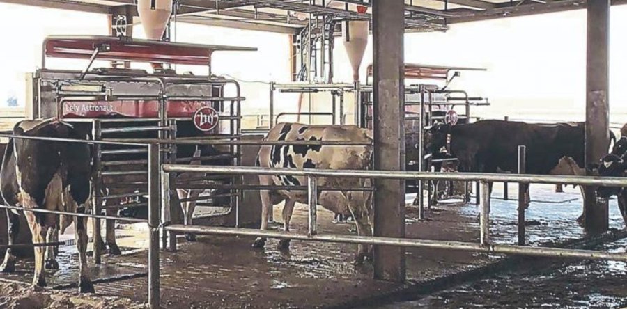 FOTO INTERNET TAMBO ROBOTIZADO. Las vacas ingresan voluntariamente a la sala de ordeñe.