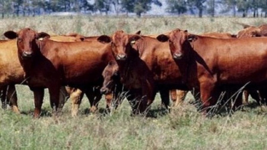 FOTO INTERNET GANADERIA. Fue materia de análisis en un Congreso.