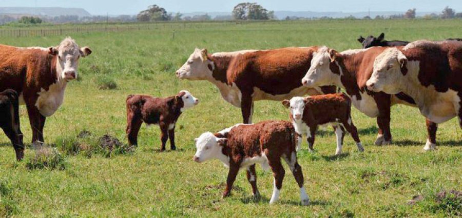 FOTO ARCHIVO PREOCUPACION. La generan heladas y falta de lluvias.  FOTO ARCHIVO IGNACIO IRIARTE.