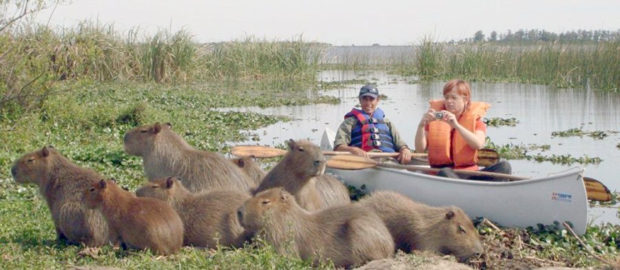 FOTO ARCHIVO BIODIVERSIDAD. Es necesario aumentar los esfuerzos para proteger la vida silvestre, la flora y la fauna.