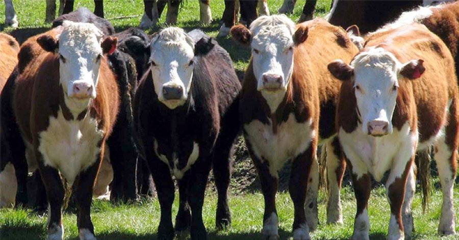 FOTO ARCHIVO GANADO. Desarrollan tecnología para un reconocimiento facial.