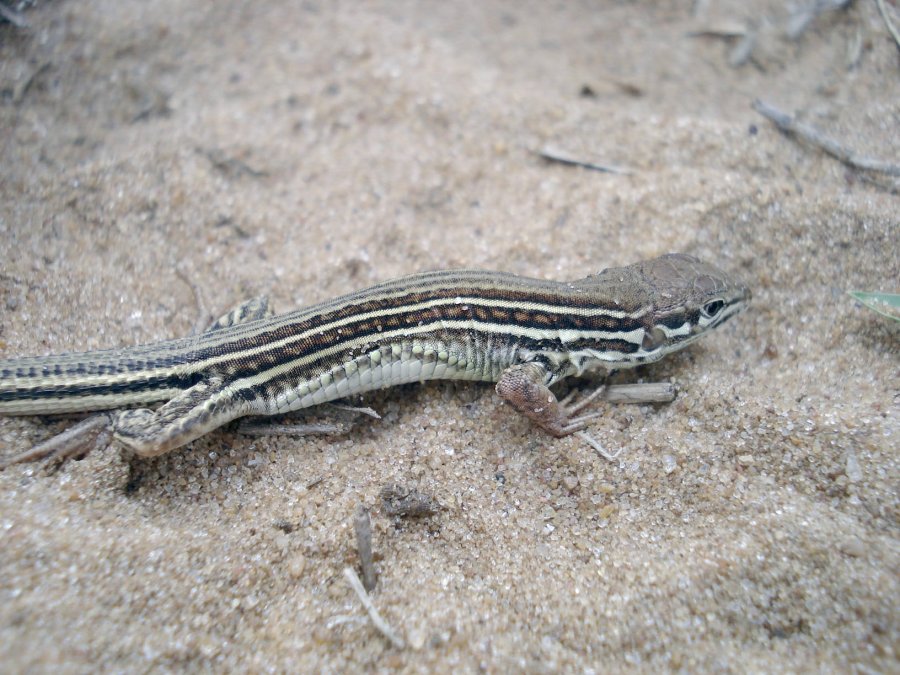 FOTO ELEDITORPLATENSE.COM.AR// LAGARTO./ Ejemplar de la nueva especie descubierta en Corrientes.