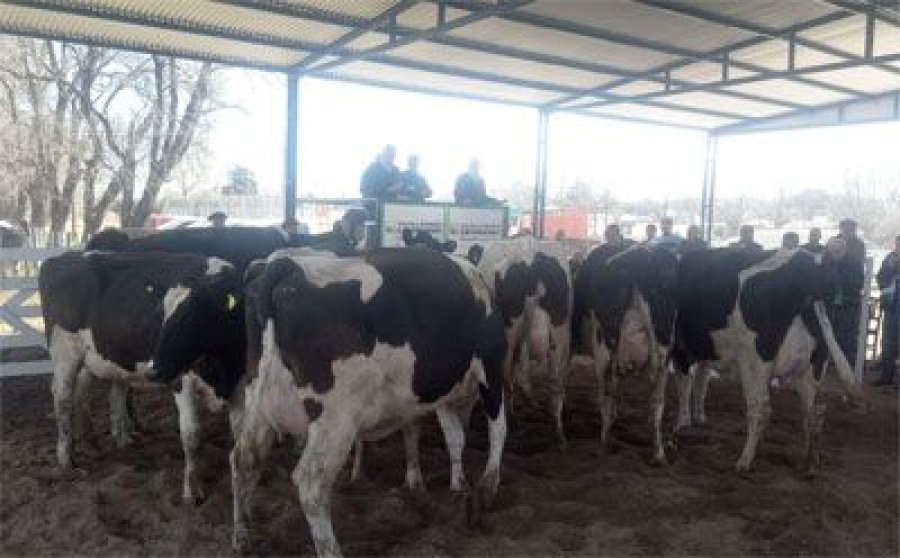 FOTO INTERNET REMATE. Se dijo que las ventas de vaquillonas comienzan a ponerse pesadas. FOTO INTERNET FESTEJO. Momento de alegría del equipo de Cabaña La Lilia.