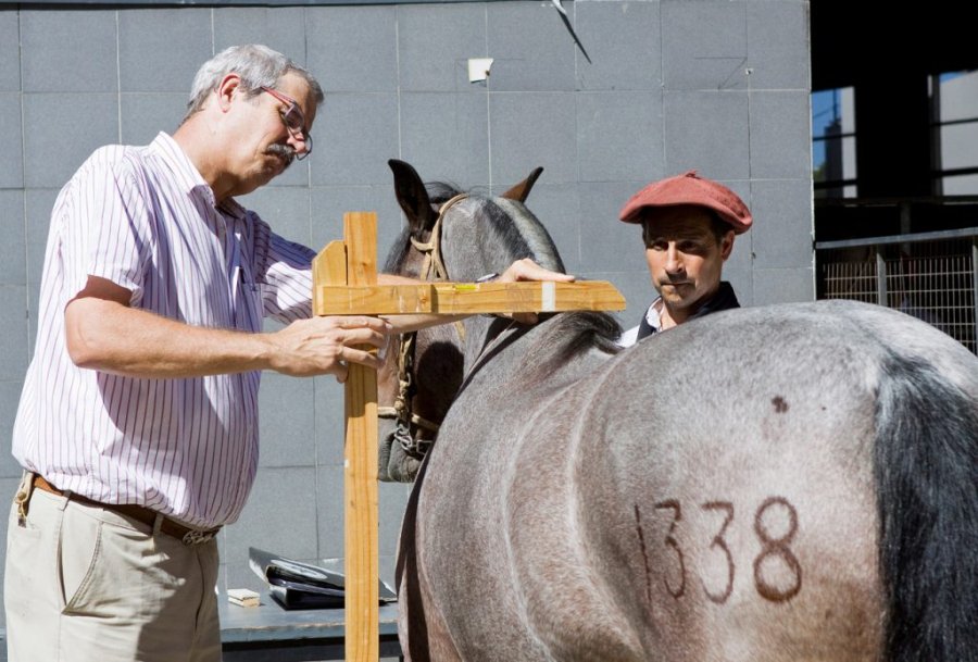 FOTO INTERNET SANIDAD ANIMAL. Senasa ofrece cursos de acreditación y reacreditación.