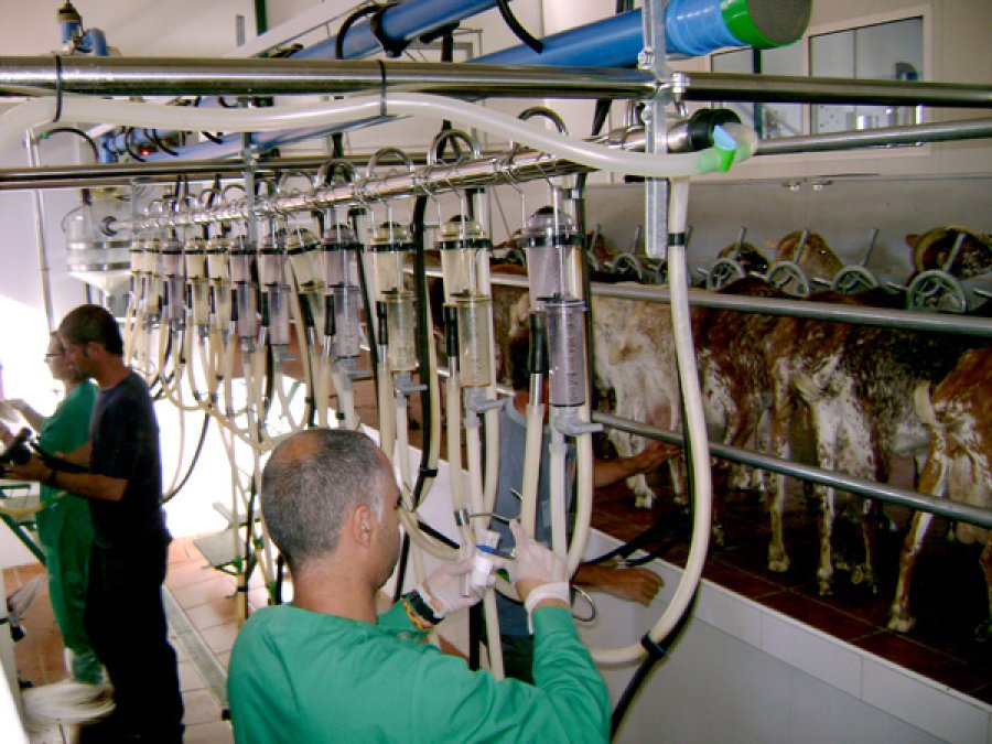 FOTO ARCHIVO CONTROL LECHERO. En un comunicado ACHA brindó información al respecto.