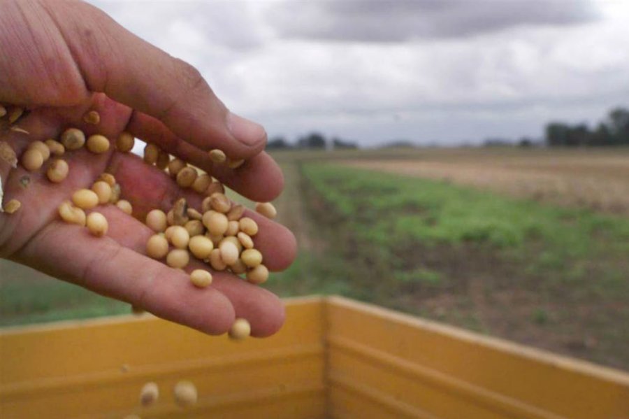 FOTO INTERNET GRANOS. Una corredora estaría al borde del default. FOTO INTERNET COMPLICADA SITUACION. Experimenta esta empresa nacional.