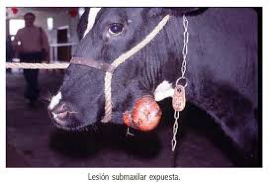 FOTO INTERNET MANDIBULA HINCHADA. Una muestra de lo que produce una enfermedad bacteriana.