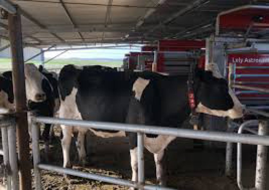 FOTO INTERNET TAMBO ROBOTIZADO. Una postal de uno en pleno funcionamiento. FOTO INTERNET EL ORDEÑE. En una instalación de primerísimo nivel.
