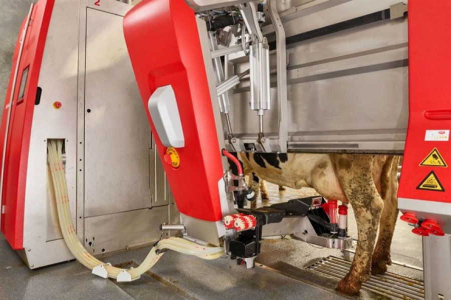 FOTO INTERNET TAMBO ROBOTIZADO. Una postal de uno en pleno funcionamiento. FOTO INTERNET EL ORDEÑE. En una instalación de primerísimo nivel.